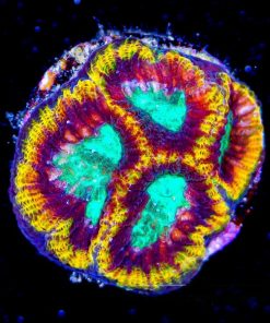 ECC Dawn Awakens Favia Frag