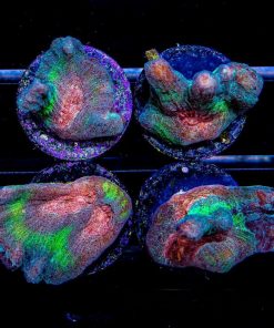 Glitter Power Pectinia Frag