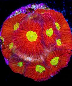 Sonic Boom Favia Frag