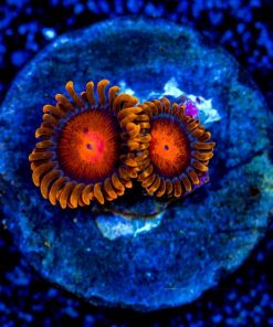 Bam Bam Zoanthid Frag (4-6 Polyp Average)