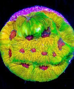 ECC Fascination Favia