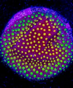 ECC Twisted Metal Stylocoeniella Frag