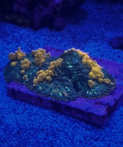 Sunkist Bounce Mushroom