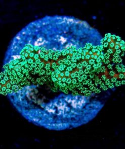 Green Birdsnest Frag
