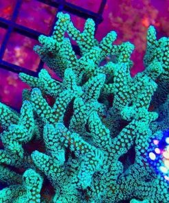 Alternative view of Green Birdsnest Frag