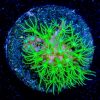 ECC SHOCK THERAPY GREEN STAR POLYP FRAG