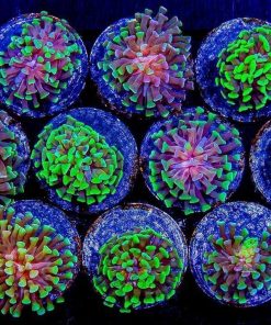 Indo Toxic Branching Hammer Frag