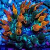 Canov_Hasi Coral Pack