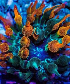 Canov_Hasi Coral Pack