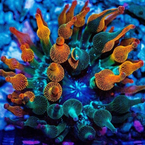 Nexus Burst Bubble Tip Anemone Wavy Aquatics