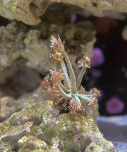 Alternative view of ECC Sea Glass Goniopora Frag