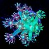 ECC Sea Glass Goniopora Frag