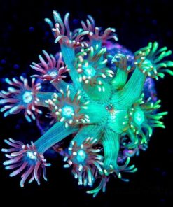 ECC Sea Glass Goniopora Frag