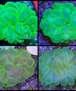 Bubble Coral - Green [S][[M]