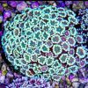 Ultra Alveopora Frag