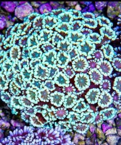 Ultra Alveopora Frag