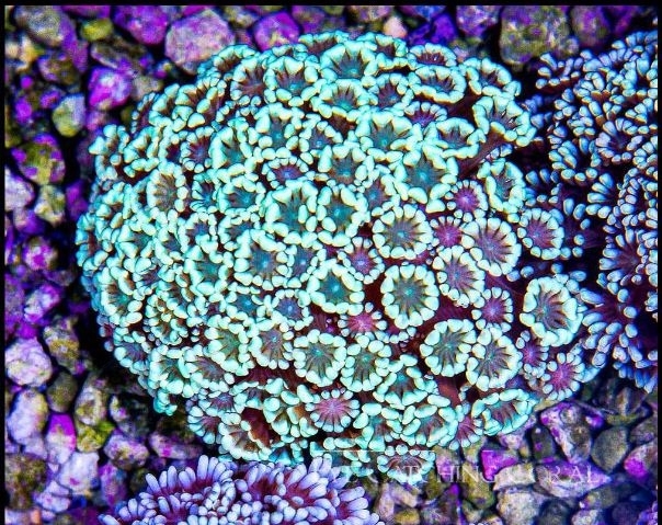 Ultra Alveopora Frag